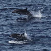 Perairan Barat Sumatera Jalur Migrasi Penting Paus dan Lumba-lumba, Perlindungan Negara Belum Memadai