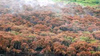 Asap mengepul dari hutan yang terbakar di Kabupaten Pelalawan, Riau. Kebakaran lahan dan hutan ini telah merusak kelestarian lingkungan hidup dan mencemari udara.(Antara)
