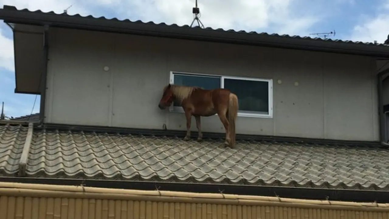 kuda poni ini selamatkan diri di atap (photo: AsiaWire/Metro.co.uk)