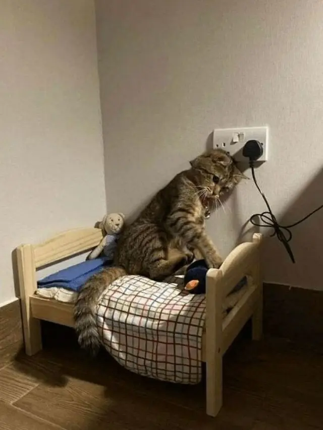 8 Potret Tingkah Kucing saat Gabut Ini Bikin Tepuk Jidat