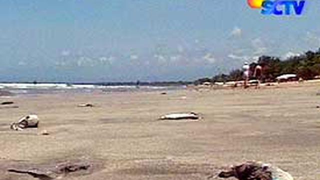 Ribuan Bangkai Ikan Memenuhi Pantai Kuta News Liputan6com
