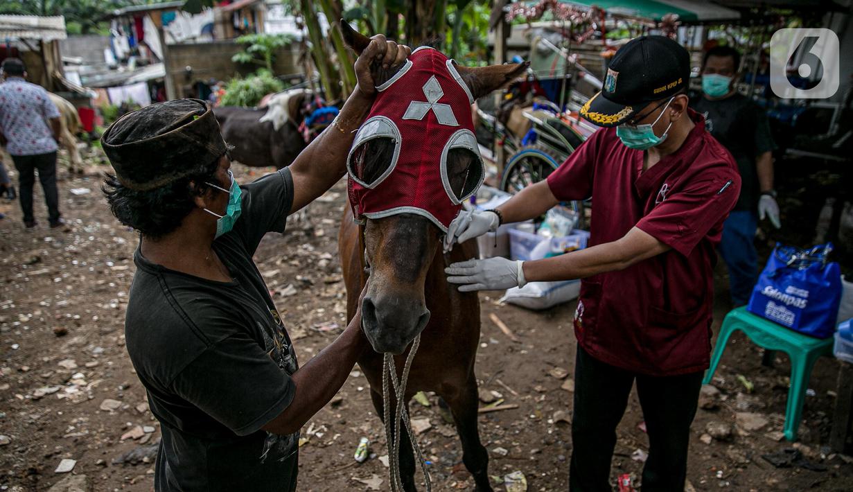Dokter hewan Dinas Ketahanan Pangan, Kelautan dan Pertanian (KPKP) memeriksa kesehatan kuda delman di Jakarta, Kamis (4/2/2021). Kegiatan dilakukan untuk memberi bantuan pakan dan pemeriksaan kesehatan serta pengambilan sampel. (Liputan6.com/Faizal Fanani)