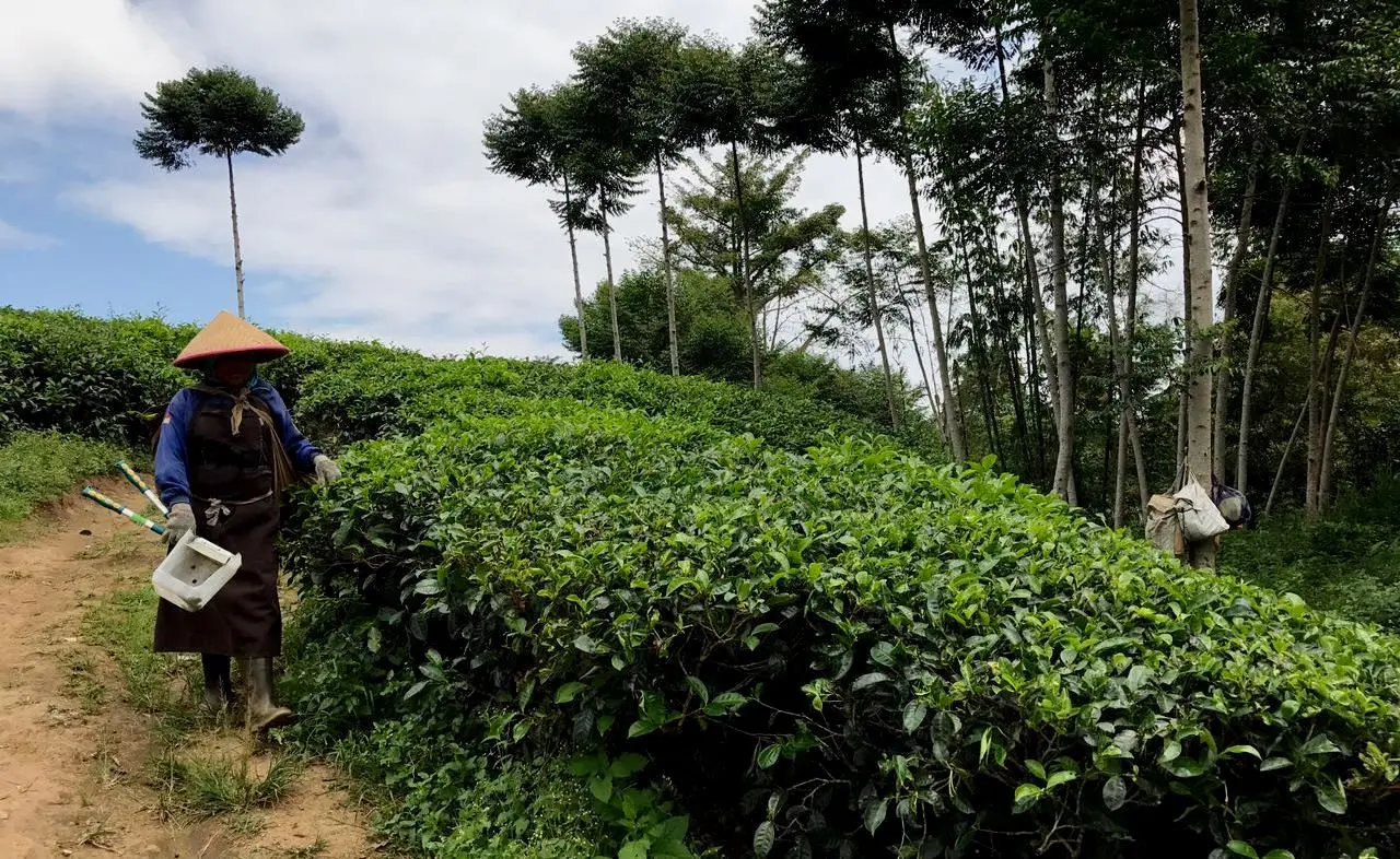 Salah seorang pemetik daun teh di perkebunan Kabawetan Bengkulu menuruni bukit untuk mengantarkan hasil pemetikan mereka sebelum diangkut ke pabrik pengolahan (/Yuliardi Hardjo)