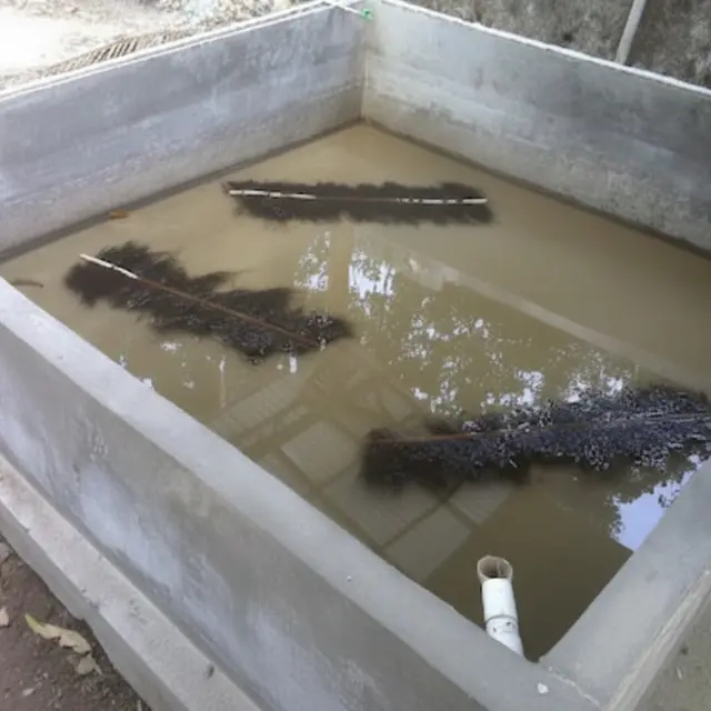 Kolam pemijahan ikan lele (Gemini AI)