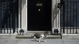 Larry, kucing yang menjabat sebagai "Kepala Pemburu Tikus"  melintasi pintu kantor PM Inggris, Downing Street 10 di London, Rabu (13/7). Larry menghabiskan hari-harinya dengan memberi salam pada tamu dan memeriksa keamanan pertahanan. (OLI SCARFF/AFP)