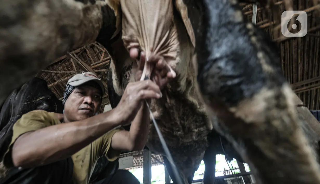 Pekerja saat memerah susu sapi secara manual di peternakan Mahesa Perkasa, Depok, Jawa Barat, Minggu (28/3/2021). Permintaan susu sapi perah di masa pandemi Covid-19 masih stabil, namun terkendala harga pakan yang mengalami kenaikan akibat kelangkaan bahan baku. (merdeka.com/Iqbal S. Nugroho)