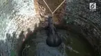 Seekor gajah jatuh ke sumur sedalam 10 meter. Gajah berhasil diselamatkan warga dan petugas setelah 4 jam.