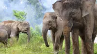 Hari Gajah Sedunia, Tantangan Upaya Menjaga Populasi