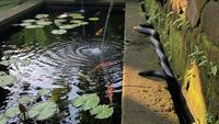 Apakah Kolam Ikan di Rumah Membuat Ular Datang? Simak Faktanya Sebagai Perlindungan