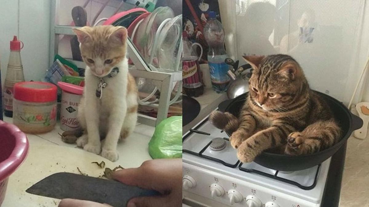 6 Aksi Lucu Kucing di Dapur Ini Curi Perhatian, Bikin Gemas