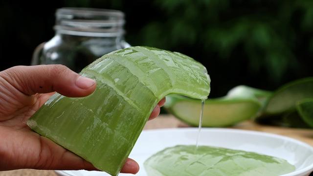 Cara Mencerahkan Wajah Kusam dengan lidah buaya