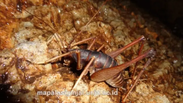 Keanekaragaman Hayati di Gua Mesiu