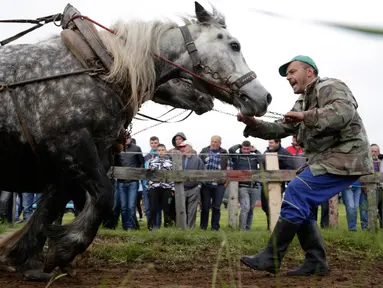 Seorang pria Bosnia menarik kudanya yang membawa kayu gelondongan ke atas bukit saat mengikuti sebuah kompetisi di kota Sokolac, Bosnia (18/6). Acara ini merupakan festival di Bosnia yang digelar setiap tahun. (AP Photo/Amel Emric)