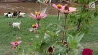 Kambing memakan rumput di bantaran Sungai Ciliwung, Jakarta, Rabu (7/11). Rumput yang menghijau di kawasan tersebut dimanfaatkan peternak untuk menggembalakan kambingnya. (Liputan6.com/Immanuel Antonius)