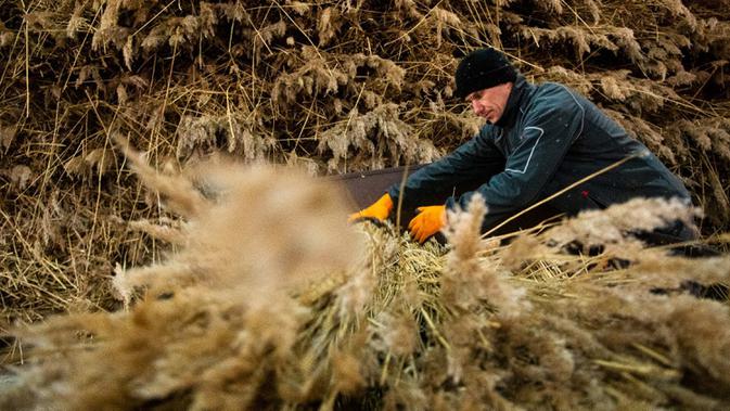 Seorang pekerja menyiapkan bundel buluh untuk diekspor di Desa Jagodno, dekat Elblag, Polandia utara, 19 Februari 2021. Buluh tersebut dipotong di musim dingin dengan pemanen khusus selama cuaca beku. (MATEUSZ SLODKOWSKI/AFP)
