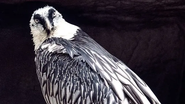 Bearded Vulture (sumber: pixabay)