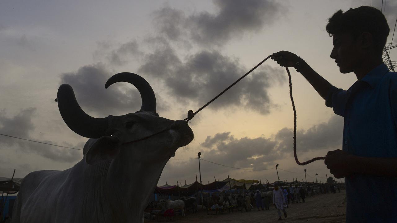 Potret Ramainya Pasar Ternak di Pakistan Jelang Idul Adha