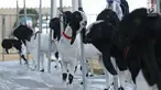 Sejumlah kambing saat mengikuti kontes ternak kambing kaligesing dalam acara Jambore Peternakan Nasional 2017 di Buperta Cibubur, Jakarta, Sabtu (23/9). Kontes ternak kambing kaligesing dikuti 120 peserta. (Liputan6.com/Herman Zakharia)