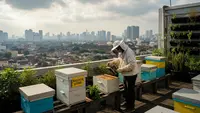 Cara Memulai Beternak Lebah Madu di Perkotaan dengan Benar, Ini 4 Manfaatnya