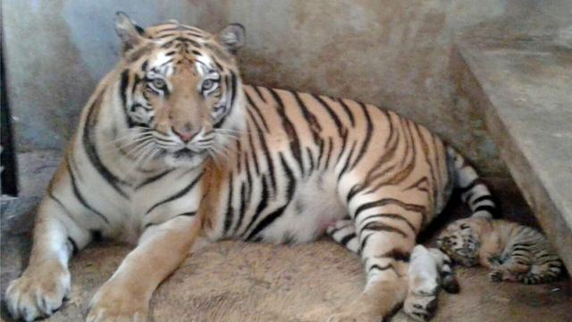 Kelahiran Mengejutkan Bayi Imut Harimau Benggala di Banjarnegara