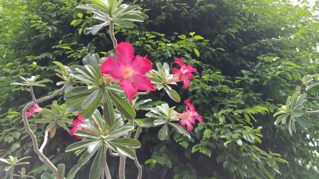 Hasil foto kamera Ultra HD 64MP Vivo V23e (Liputan6.com/Giovani Dio Prasasti)