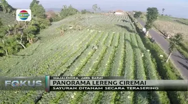 Tak hanya memiliki pemandangan yang cantik, lereng Gunung Ciremai juga merupakan surga bagi berbagai jenis sayuran.