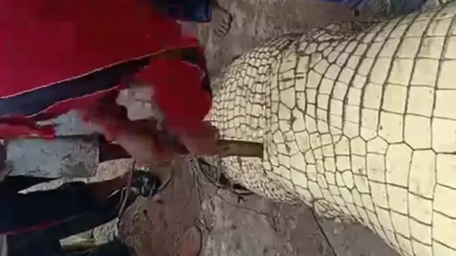 Buaya pemangsa manusia yang dibelah perutnya oleh warga setelah menyerang nelayan.