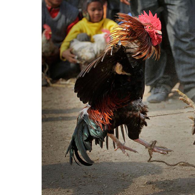 Jual Ayam Bangkok Di Purwokerto Ayampetarung Com