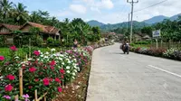 12 Tanaman yang Cocok untuk Pinggir Jalan Cor Desa, Tahan Panas dan Mudah Dirawat