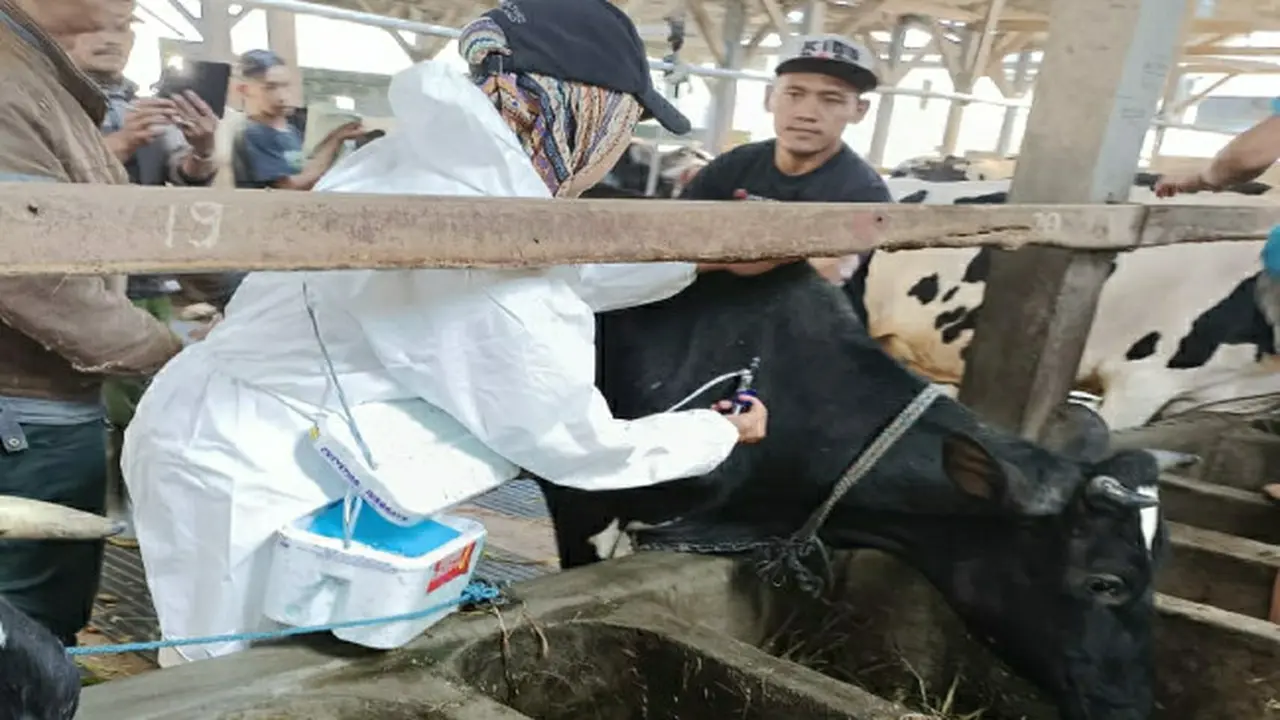 Surabaya Mulai Vaksinasi PMK, Begini Tahapannya