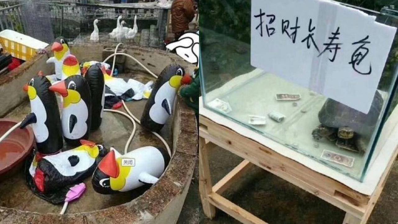 Balon penguin di kebun binatang kota Yulin yang jadi bulan-bulanan netizen di media sosial (Weibo)