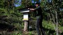 Seorang peternak lebah memeriksa sarang lebah yang tidak bersengat di sebuah peternakan lebah di Pekan Bada, provinsi Aceh (20/2/2022). (AFP/Chaideer Mahyuddin)