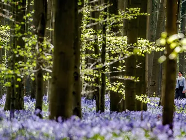 Pasangan berjalan di antara bunga bluebell yang bermekaran di hutan Hallerbos, Belgia, Kamis (19/4). Setiap tahunnya pada pertengahan April dan sepanjang Mei, hutan ini berubah menjadi biru keunguan, seperti di dunia dongeng. (AP/Geert Vanden Wijngaert)