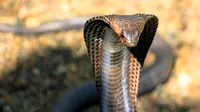 Ular King Cobra (foto: istimewa)