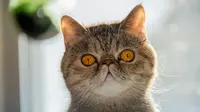 10 Perfect Cat Breeds for First Time Owners