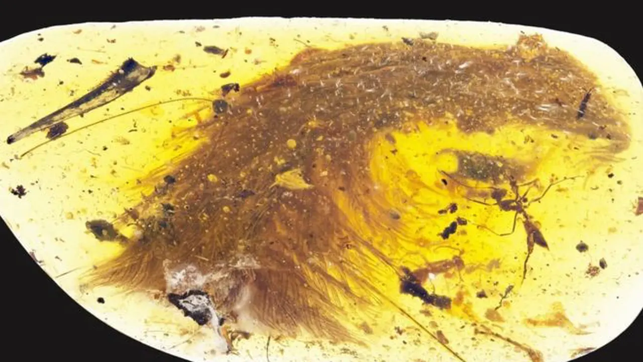 Fosil bulu dinasaurus berbulu dalam bentuk batu permata organik. (Current Biology)