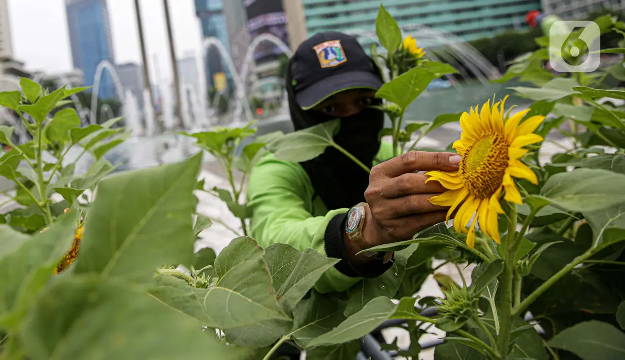 Petugas Dinas Pertamanan dan Hutan DKI Jakarta menata bunga matahari pada plater box di Bundaran HI, Jakarta, Jumat (18/6/2021). Pemasangan bunga matahari di kawasan Bundaran HI dalam rangka menyambut HUT ke-494 DKI Jakarta sekaligus mempercantik kawasan tersebut. (Liputan6.com/Faizal Fanani)