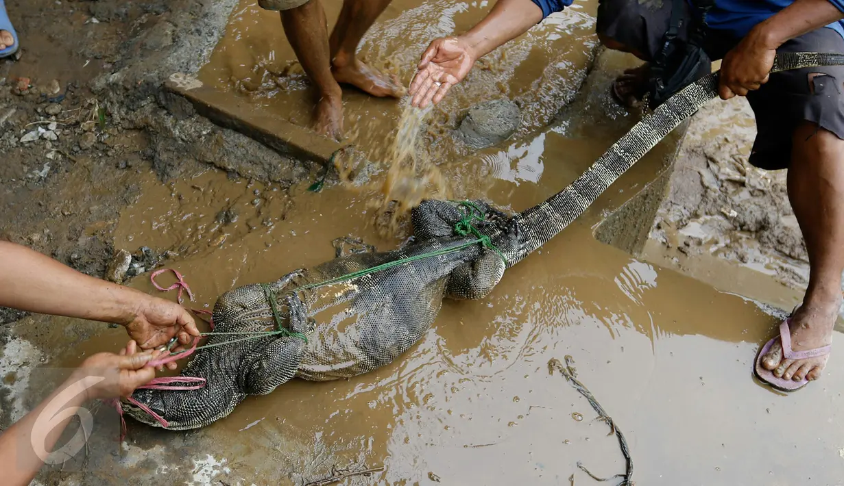 Warga berhasil menangkap biawak dan mengikatnya dengan tali, Kalibata, Jakarta, Senin (16/11/2015). Butuh waktu sekitar dua jam untuk menangkap biawak sepanjang 2,5 meter tersebut.(Liputan6.com/Yoppy Renato)