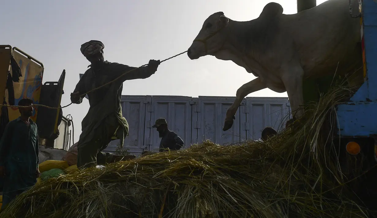 Hewan kurban saat baru tiba di pasar ternak di Karachi, Pakistan. (AFP/Asif Hassan)