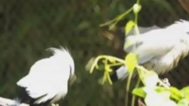 Burung Jalak Bali Langka, Kandang Konservasi Besar Dibuka