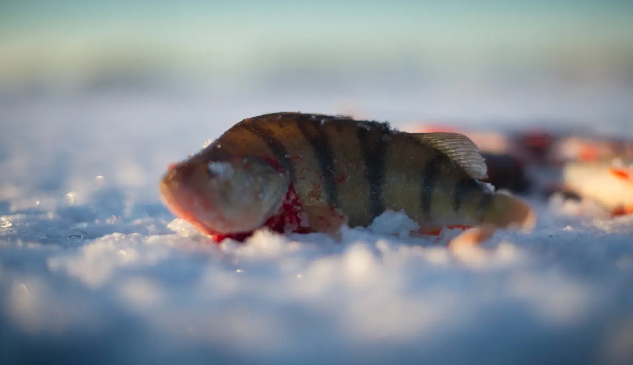 Ikan Bass hasil memancing di laut Bothnia yang sedang membeku, Vaasa, Finlandia (29/12). Suhu yang sangat ekstrem, pemancing dapat melakukan aksinya di tengah laut dengan berjalan kaki. (AFP PHOTO/Olivier Morin)