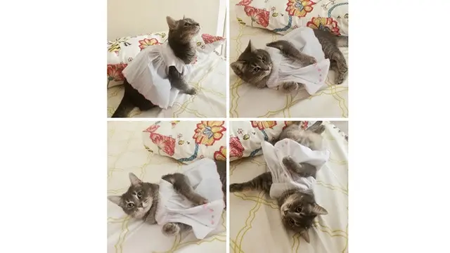 6 Foto Ini Buktikan Hewan Bisa Berpose