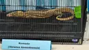 Direktur Ditreskrimsus Polda Jatim Komisaris Besar (Kombes) Pol, Roy HM Sihombing, mengatakan pada Rabu 15 April 2026, para tersangka memiliki peran berbeda, mulai dari pemburu di habitat asli, penyalur, hingga pemodal. Tampak dalam foto, barang bukti berupa seekor Komodo (Varanus Komodensis) diperlihatkan oleh petugas badan konservasi alam dan kepolisian setelah disita dari para tersangka penyelundupan hewan yang dilindungi di Markas Besar Kepolisian Daerah Jawa Timur di Surabaya pada Rabu 15 April 2026. (JUNI KRISWANTO/AFP)