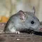 Jangan Keliru, Tikus dan Curut Berbeda dari Fisik hingga Risiko Penyakit