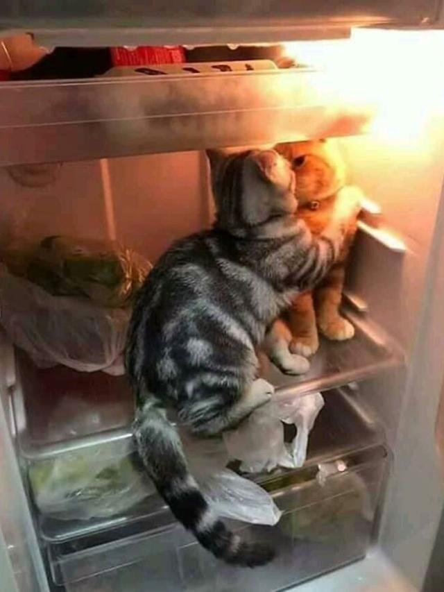 Kucing di Dalam Kulkas