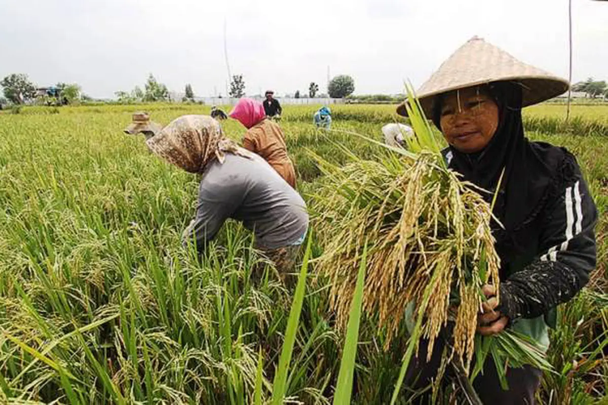 Luas Tanam dan Panen Tinggi, Akademisi IPB Nilai Food Estate Kalimantan Tengah Berhasil