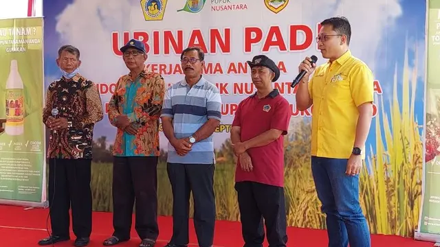 Pupuk Organik Cair SMPN dari Limbah Jamu Bisa Naikkan Hasil Panen Padi