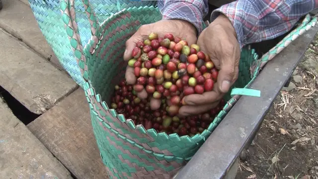 Petani Kopi Hariyanto