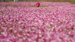 Seorang pengunjung yang mengenakan masker berjalan di ladang bunga cosmos di Paju, Korea Selatan pada 14 Oktober 2020. (AP Photo/Lee Jin-man)
