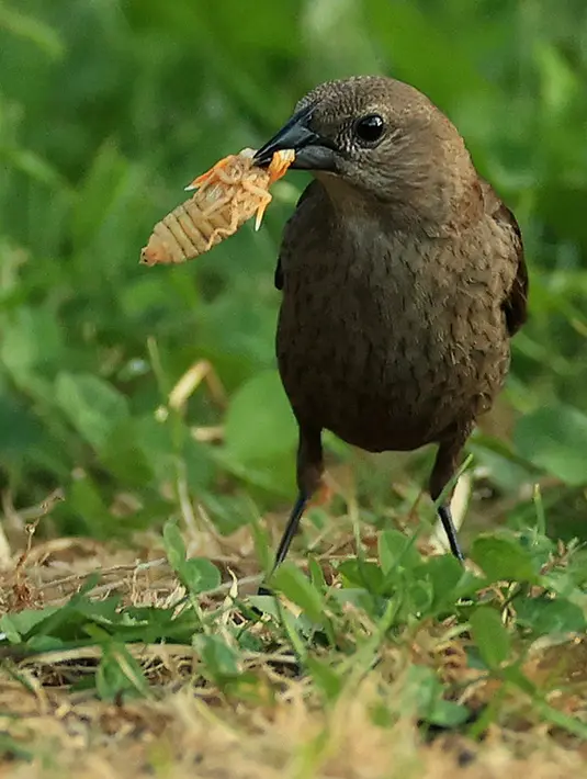 Seekor burung menggunakan paruhnya untuk menaruh jangkrik yang baru saja berganti kulit sebelum memakannya di Takoma Park, Maryland, Amerika Serikat, 18 Mei 2021. Jangkrik Brood X menjadi sumber makanan berprotein tinggi untuk burung, hewan, dan serangga lainnya. (Chip Somodevilla/Getty Images/AFP)